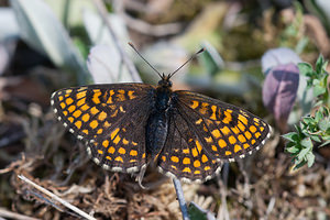 Melitaea athalia (Nymphalidae)  - Mélitée du Mélampyre, Damier Athalie - Heath Fritillary Philippeville [Belgique] 22/05/2011 - 180m