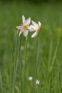 Narcissus poeticus (Amaryllidaceae)  - Narcisse des poètes - Pheasant's-eye Daffodil Dordogne [France] 03/05/2011 - 160m