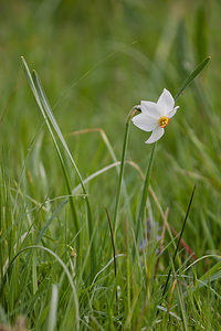 Narcissus poeticus (Amaryllidaceae)  - Narcisse des poètes - Pheasant's-eye Daffodil Dordogne [France] 03/05/2011 - 160m