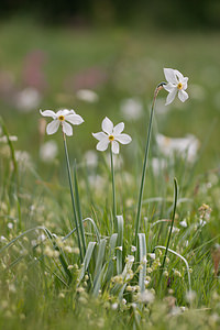 Narcissus poeticus (Amaryllidaceae)  - Narcisse des poètes - Pheasant's-eye Daffodil Dordogne [France] 03/05/2011 - 160m