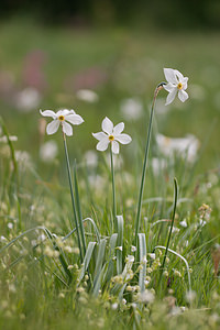 Narcissus poeticus Narcisse des poètes Pheasant's-eye Daffodil