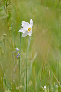 Narcissus poeticus (Amaryllidaceae)  - Narcisse des poètes - Pheasant's-eye Daffodil Dordogne [France] 03/05/2011 - 160m