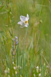 Narcissus poeticus (Amaryllidaceae)  - Narcisse des poètes - Pheasant's-eye Daffodil Dordogne [France] 03/05/2011 - 160m