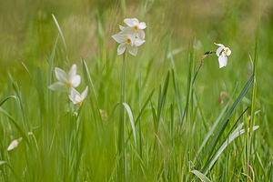 Narcissus poeticus (Amaryllidaceae)  - Narcisse des poètes - Pheasant's-eye Daffodil Dordogne [France] 03/05/2011 - 160m