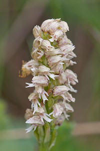 Neotinea maculata (Orchidaceae)  - Néotinée maculée, Orchis maculé - Dense-flowered Orchid Estellerria / Tierra Estella [Espagne] 01/05/2011 - 750m