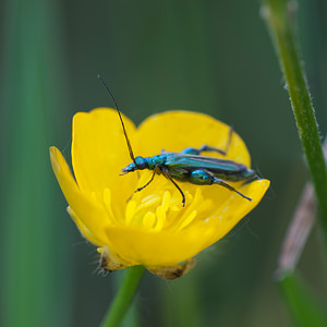 Oedemera nobilis (Oedemeridae)  - Cycliste maillot-vert, Cycliste émeraude, Oedemère noble Dordogne [France] 03/05/2011 - 90m