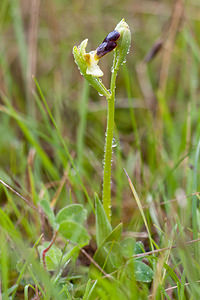Ophrys vasconica Ophrys du pays Basque, Ophrys de Gascogne