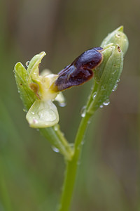 Ophrys vasconica (Orchidaceae)  - Ophrys de Gascogne, Ophrys du pays Basque Estellerria / Tierra Estella [Espagne] 01/05/2011 - 740m