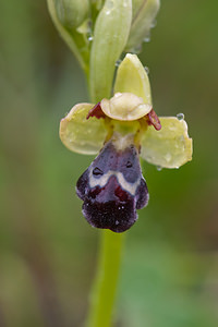 Ophrys vasconica (Orchidaceae)  - Ophrys de Gascogne, Ophrys du pays Basque Estellerria / Tierra Estella [Espagne] 01/05/2011 - 740m