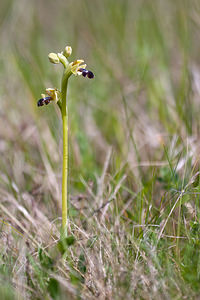 Ophrys vasconica (Orchidaceae)  - Ophrys de Gascogne, Ophrys du pays Basque Estellerria / Tierra Estella [Espagne] 01/05/2011 - 730m