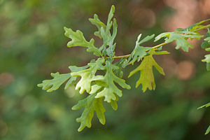 Quercus pyrenaica (Fagaceae)  - Chêne des Pyrénées, Chêne tauzin, Chêne-brosse - Pyrenean Oak  [France] 02/05/2011 - 10m