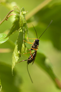Rhyssa persuasoria (Ichneumonidae)  - Rhysse persuasive - Giant ichneumon, Sabre wasp Nord [France] 21/05/2011 - 200m