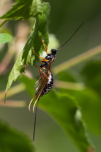 Rhyssa persuasoria (Ichneumonidae)  - Rhysse persuasive - Giant ichneumon, Sabre wasp Nord [France] 21/05/2011 - 200m