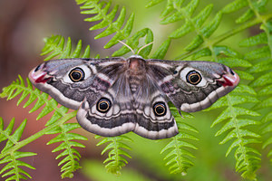 Saturnia pavonia (Saturniidae)  - Petit Paon de Nuit - Emperor  [France] 02/05/2011 - 10m