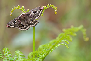 Saturnia pavonia (Saturniidae)  - Petit Paon de Nuit - Emperor  [France] 02/05/2011 - 10m