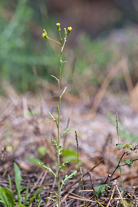 Senecio sylvaticus (Asteraceae)  - Séneçon des forêts, Séneçon des bois - Heath Groundsel  [France] 02/05/2011 - 10m