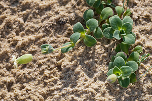 Silene vulgaris subsp. thorei (Caryophyllaceae)  - Silène de Thore Landes [France] 02/05/2011