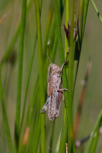 Stethophyma grossum (Acrididae)  - Criquet ensanglanté, oedipode ensanglantée - Large Marsh Grasshopper Marne [France] 25/05/2011 - 90m