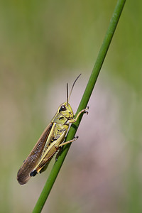 Stethophyma grossum (Acrididae)  - Criquet ensanglanté, oedipode ensanglantée - Large Marsh Grasshopper Marne [France] 25/05/2011 - 90m