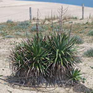 Yucca gloriosa (Asparagaceae)  - Yucca superbe - Spanish-dagger Landes [France] 02/05/2011 - 10m