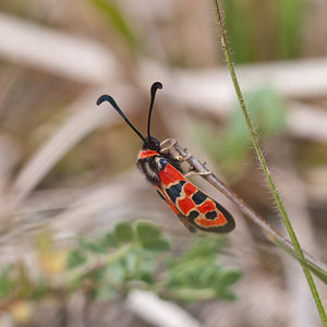 Zygaena fausta (Zygaenidae)  - Zygène de la Petite coronille - Chalk Burnet Dordogne [France] 03/05/2011 - 160m