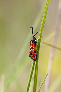 Zygaena fausta (Zygaenidae)  - Zygène de la Petite coronille - Chalk Burnet Dordogne [France] 03/05/2011 - 150m