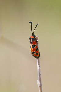 Zygaena fausta (Zygaenidae)  - Zygène de la Petite coronille - Chalk Burnet Dordogne [France] 03/05/2011 - 160m