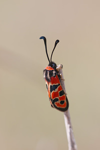 Zygaena fausta (Zygaenidae)  - Zygène de la Petite coronille - Chalk Burnet Dordogne [France] 03/05/2011 - 150m