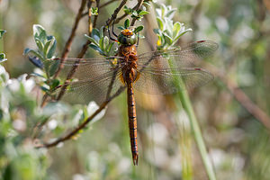 Aeshna isoceles (Aeshnidae)  - aeschne isocèle - Norfolk Hawker Pas-de-Calais [France] 04/06/2011 - 20m