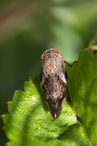 Aphrophora alni (Aphrophoridae)  Nord [France] 11/06/2011 - 10m