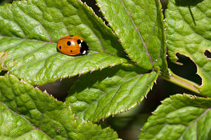 Coccinella septempunctata (Coccinellidae)  - Coccinelle à 7 points, Coccinelle, Bête à bon Dieu - Seven-spot Ladybird Nord [France] 03/06/2011 - 10m