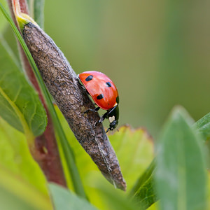 Coccinella septempunctata (Coccinellidae)  - Coccinelle à 7 points, Coccinelle, Bête à bon Dieu - Seven-spot Ladybird Nord [France] 11/06/2011