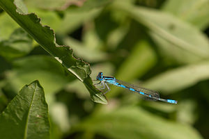 Coenagrion scitulum (Coenagrionidae)  - Agrion mignon - Dainty Damselfly Nord [France] 02/06/2011 - 40m