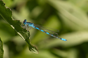 Coenagrion scitulum (Coenagrionidae)  - Agrion mignon - Dainty Damselfly Nord [France] 02/06/2011 - 40m