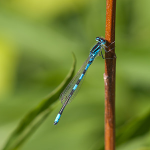 Coenagrion scitulum (Coenagrionidae)  - Agrion mignon - Dainty Damselfly Nord [France] 02/06/2011 - 30m