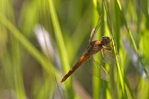 Crocothemis erythraea (Libellulidae)  - Crocothémis écarlate - Scarlet Dragonfly Nord [France] 02/06/2011 - 30m