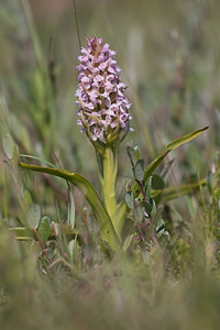 Dactylorhiza incarnata (Orchidaceae)  - Dactylorhize incarnat, Orchis incarnat, Orchis couleur de chair - Early Marsh-orchid Nord [France] 03/06/2011 - 10m