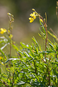 Diplotaxis tenuifolia (Brassicaceae)  - Roquette sauvage - Perennial Wall-rocket Nord [France] 11/06/2011 - 10mComestible en salade (fausse roquette)