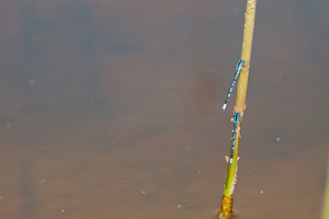 Enallagma cyathigerum (Coenagrionidae)  - Agrion porte-coupe - Common Blue Damselfly Nord [France] 03/06/2011 - 10m