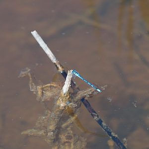 Enallagma cyathigerum (Coenagrionidae)  - Agrion porte-coupe - Common Blue Damselfly Nord [France] 03/06/2011 - 10m