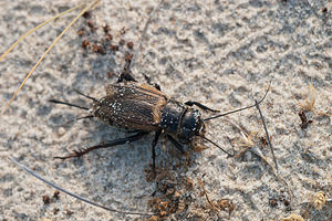 Gryllus campestris (Gryllidae)  - Grillon champêtre - Field Cricket Pas-de-Calais [France] 04/06/2011 - 10m