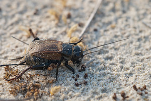 Gryllus campestris (Gryllidae)  - Grillon champêtre - Field Cricket Pas-de-Calais [France] 04/06/2011 - 10m