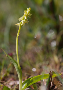 Herminium monorchis Herminium à un seul tubercule, Orchis musc, Herminium clandestin Musk Orchid