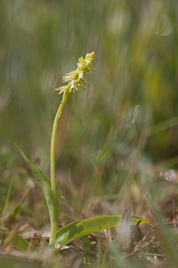Herminium monorchis (Orchidaceae)  - Herminium à un seul tubercule, Orchis musc, Herminium clandestin - Musk Orchid Nord [France] 11/06/2011