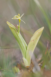 Liparis loeselii (Orchidaceae)  - Liparis de Loesel - Fen Orchid Pas-de-Calais [France] 04/06/2011 - 10m