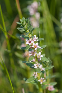 Lysimachia maritima (Primulaceae)  - Glaux maritime, Herbe au lait - Sea-milkwort Pas-de-Calais [France] 04/06/2011 - 10m