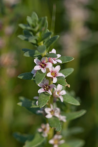 Lysimachia maritima (Primulaceae)  - Glaux maritime, Herbe au lait - Sea-milkwort Pas-de-Calais [France] 04/06/2011 - 10m