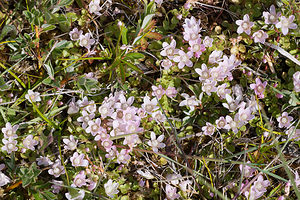 Lysimachia tenella (Primulaceae)  - Lysimaque délicate, Mouron délicat - Bog Pimpernel Pas-de-Calais [France] 04/06/2011 - 20m