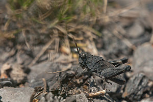 Oedipoda caerulescens (Acrididae)  - Oedipode turquoise, Criquet à ailes bleues - Blue-winged Grasshopper Nord [France] 02/06/2011 - 20m