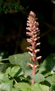 Orobanche hederae (Orobanchaceae)  - Orobanche du lierre - Ivy Broomrape Nord [France] 15/06/2011 - 40m